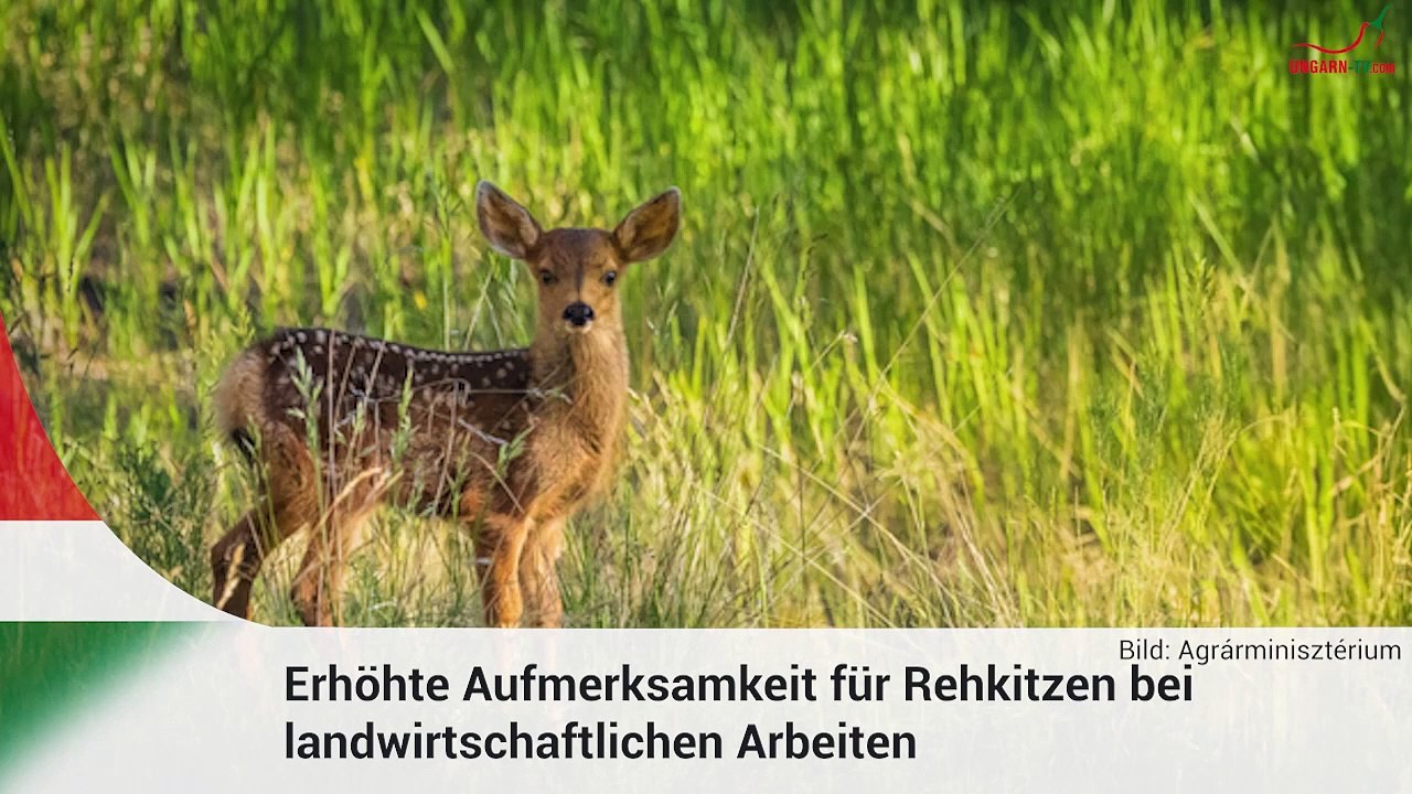 Kurznachrichten aus Ungarn am 12.06.2024.