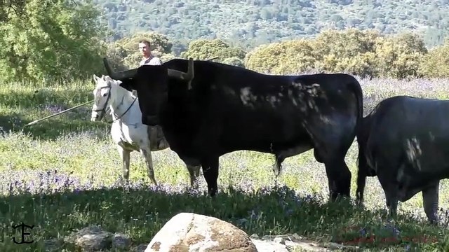 toros de josé escolar ceret