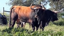 Toros sobral céret