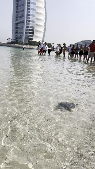 Sea turtle being released