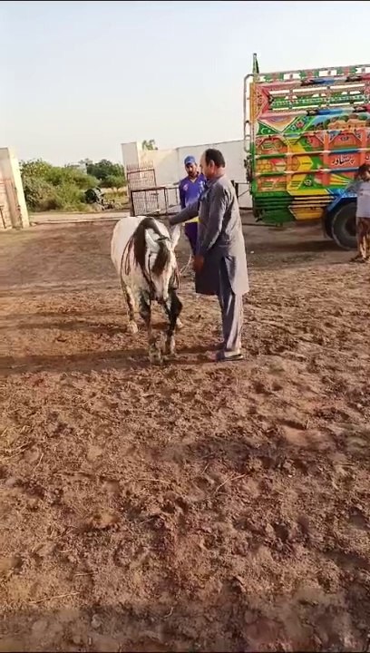 Horse dancing 