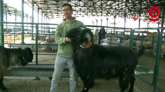 Boyuyla danalara rakip olan keçi görenleri hayrete düşürdü