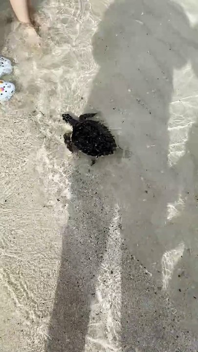 Sea turtle released