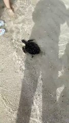 Sea Turtle Successfully Released 🐢