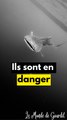 Les requins baleines en danger !