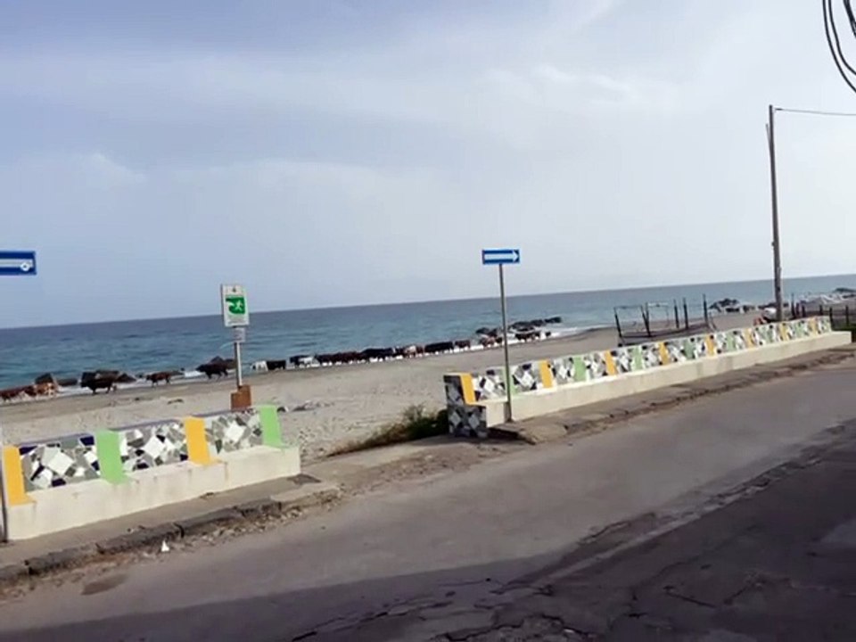 mucche a san saba