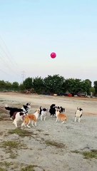 Dogs playing with balloon