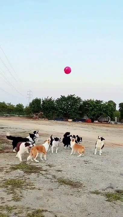 Dogs playing with balloon