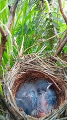 परिन्दों_की_इमोशनल_कहानी__Parindon_ki_Emotional_Story_#viral_#birds