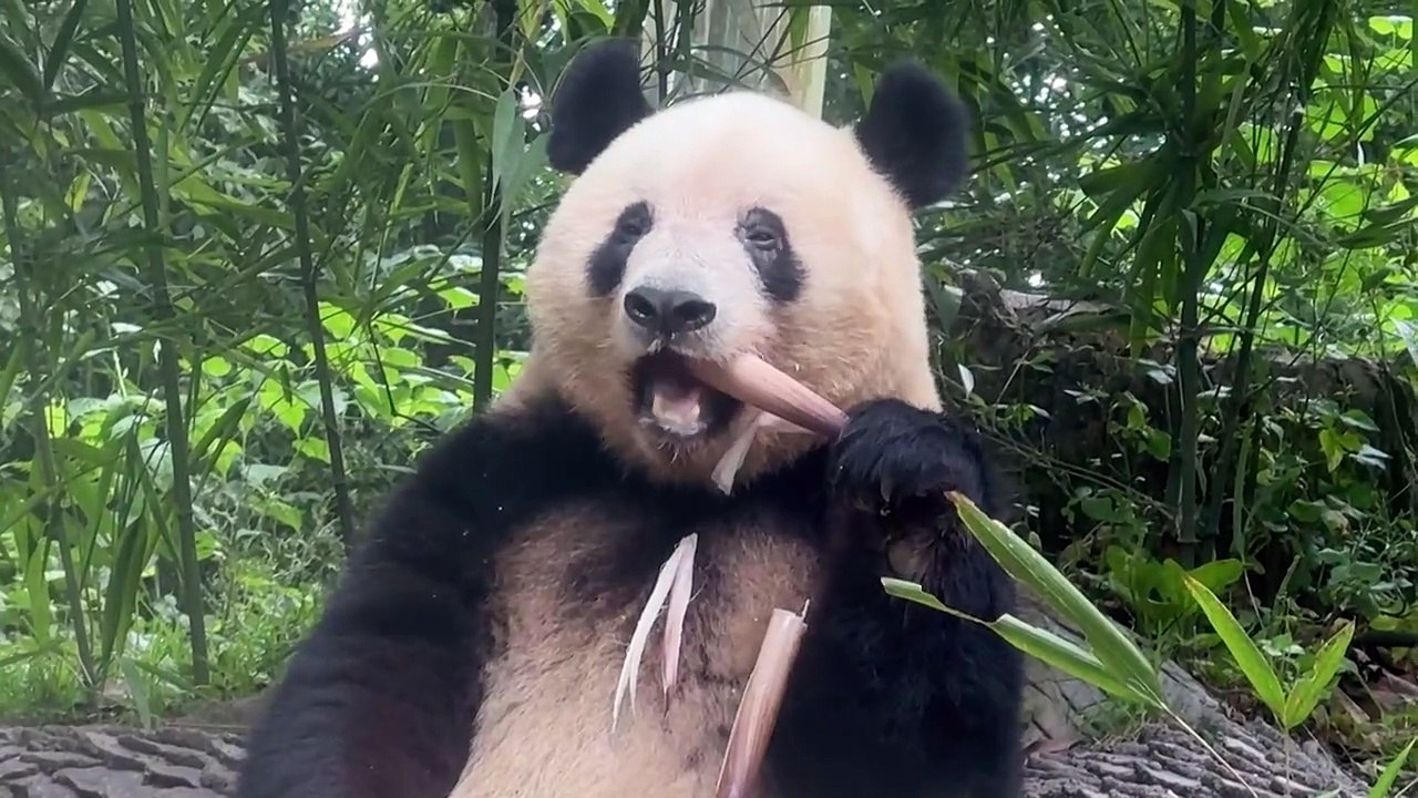 Japan-born giant panda Xiang Xiang celebrates birthday in China