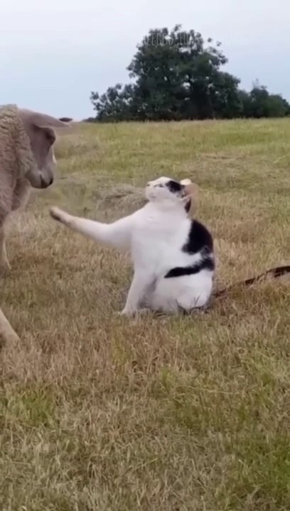 Funny animals 2024  Funniest Cats and Dogs Video211 shorts_1080