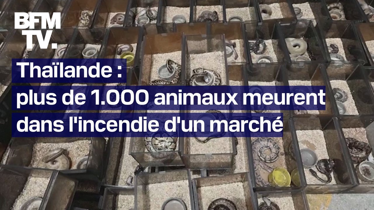 Thaïlande: plus de 1000 animaux exotiques et de compagnie sont morts suite à un incendie sur un marché