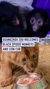 Guangzhou zoo welcomes adorable black spider monkey sisters, lion cub