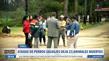 Download Video: Ataque de perros salvajes deja 23 animales muertos en Chile