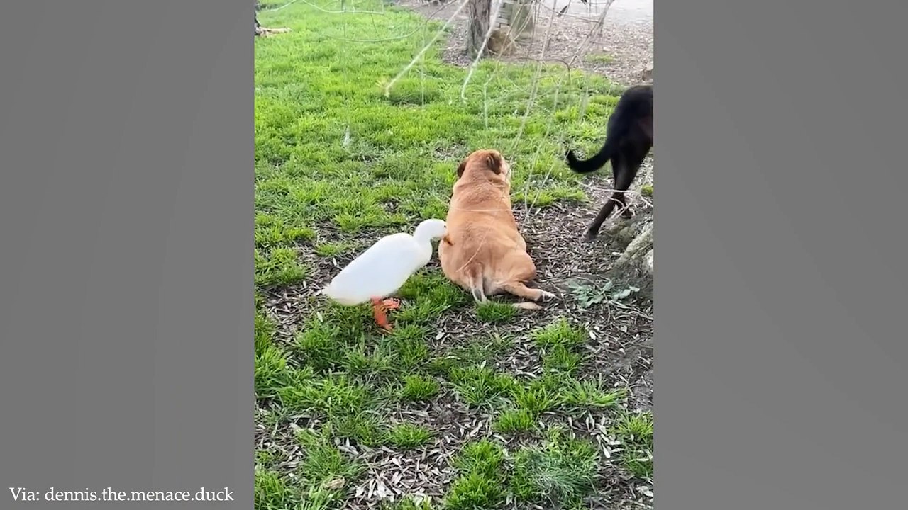 New Funny Animals 2024  Funniest Cats and Dogs Videos