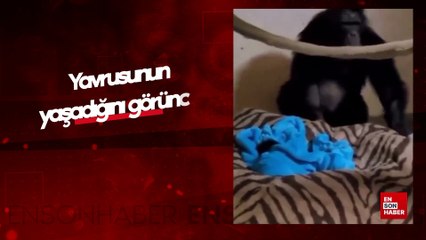 Ölü doğan yavrusunun yaşadığını görünce şempanzenin verdiği tepki