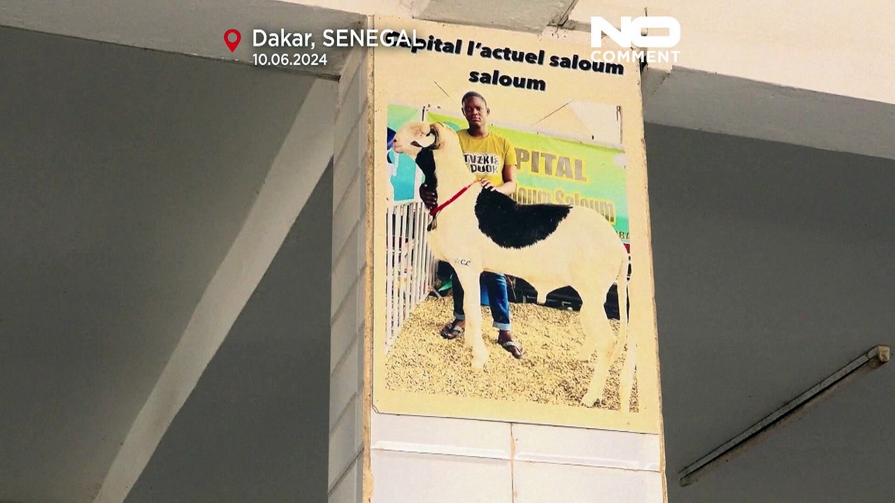 Ein Schaf für bis zu 65.000 Euro? In Senegal ist das ganz normal