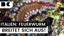 Italien: Giftiger Feuerwurm breitet sich aus
