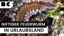 Giftiger Feuerwurm breitet sich an Mittelmeerküste aus