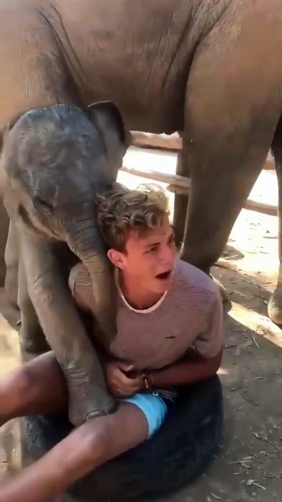 Elephant  playing