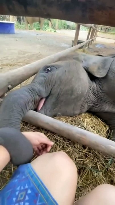 Beautiful Elephant and Wonderful Lady