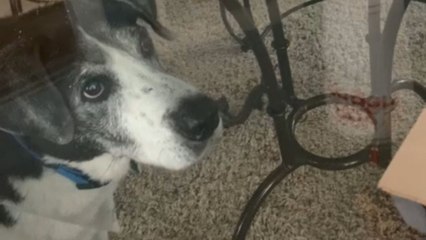 Great glass wall: Deaf dog quests for a fallen French fry