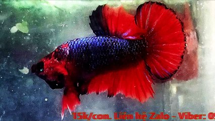 KaraOke - 10 NĂM TÁI NGỘ (Thanh Sơn)_ngắt lời