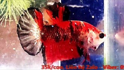 KaraOke - BÀI CA KỶ MIỆM (Koi nemo)_ngắt lời