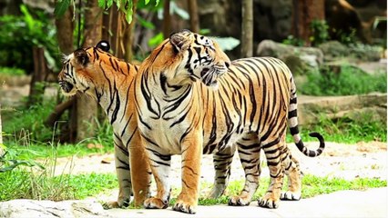Tiger The Most Beautiful Animals