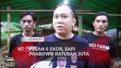 Prabowo Borong 6 Sapi Kurban 1 Ton di Sukabumi, Pedagang: Sudah Langganan