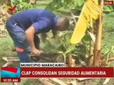 Zulia | Gobierno nacional entrega kit Trabuco CLAP a habitantes del mcpio. Maracaibo