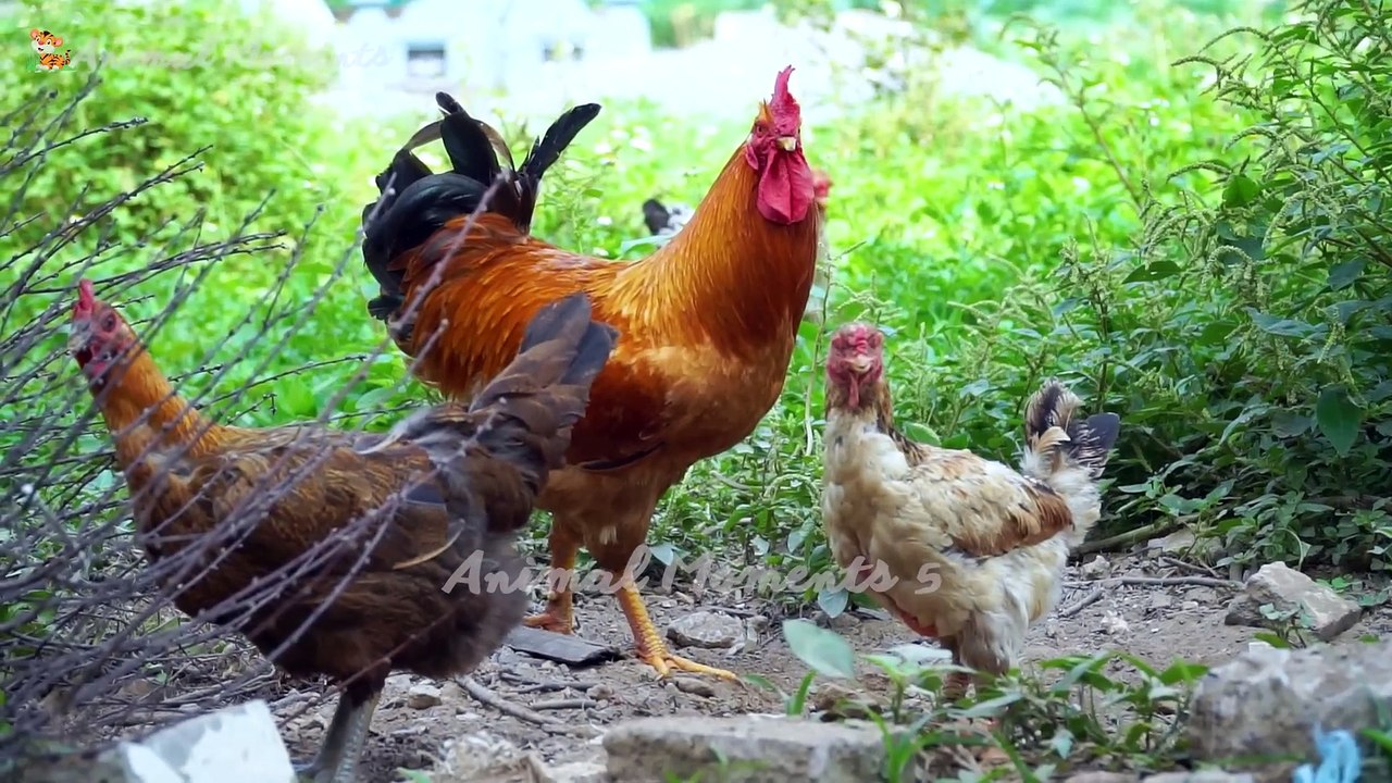 Cute little animals - Dog, Squirrel, Rabbit, Fox, Chicken - Animal sounds