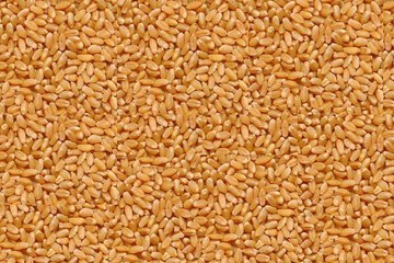 गेहूं में तेजी रही वहीं चना मंदा रहा, अन्य कृषि जिंसों के भाव स्थिर रहे