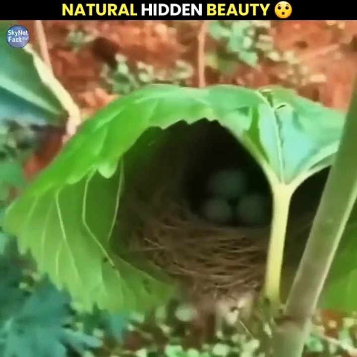 Ye_Apne_Dekha_Hi_Nahi_Hoga____#shorts_#nature(720p)