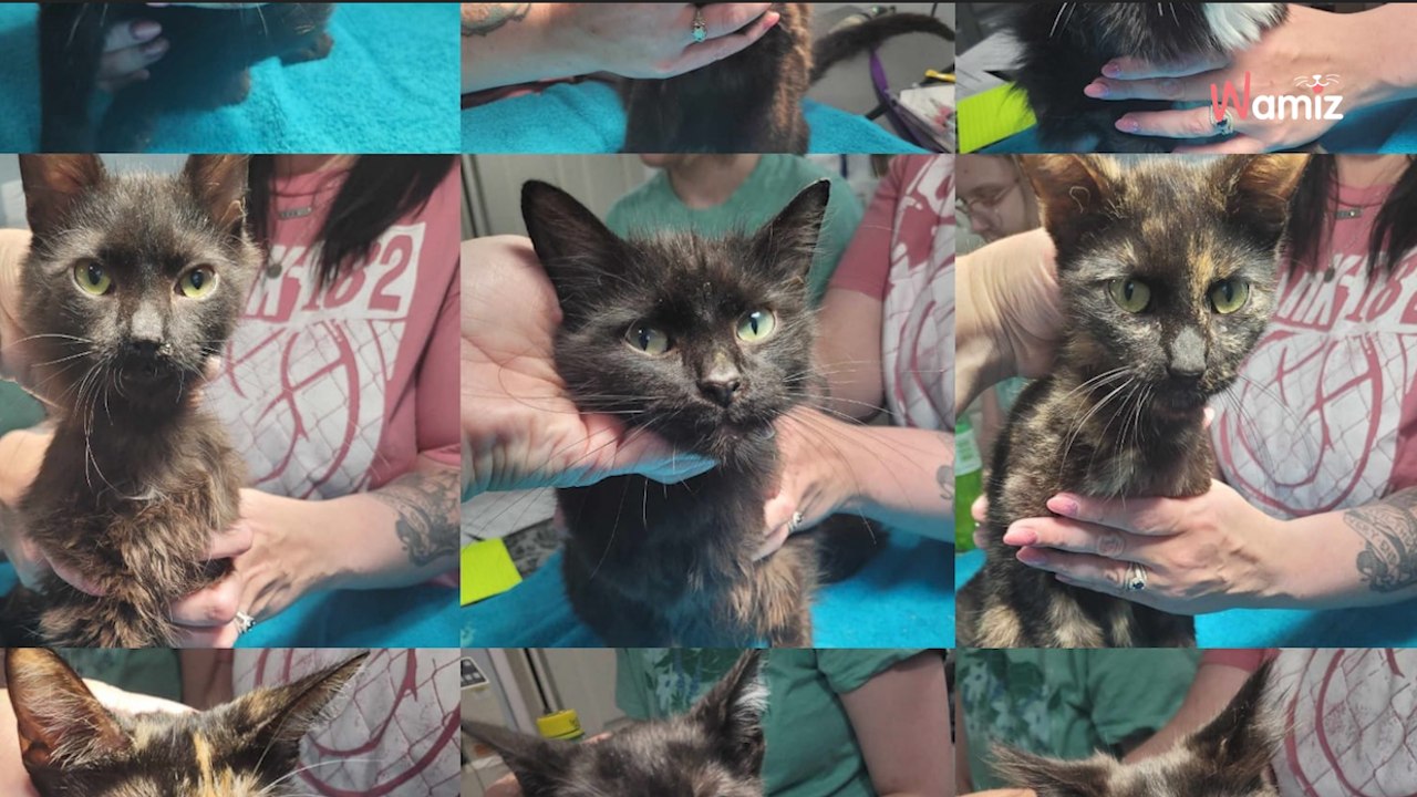 28 petits êtres sont retrouvés dans des sacs et des caisses : les sauveteurs poussent un cri de rage