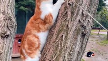 funny cat