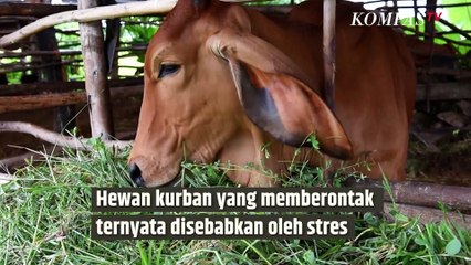 Ahli Jelaskan Penyebab Sapi Kurban Sering Mengamuk | SINAU