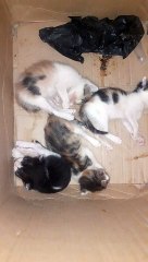 anak kucing