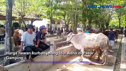 Download Video: Transaksi Penjualan Hewan Kurban di Pasar Hewan Ambarketawang Tembus Rp6 Miliar Jelang Iduladha