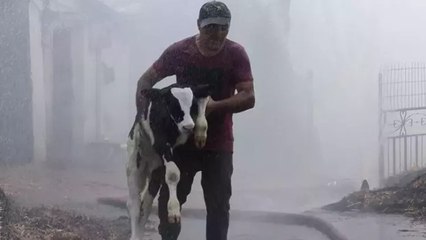Hayvanları kurtarmak için canı pahasına alevlerin ortasına girdi