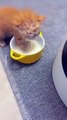 Very Hungry Cat #cat  #cats #catshorts #catvideos #catlover #catlovers #catsofinstagram #catsoftiktok