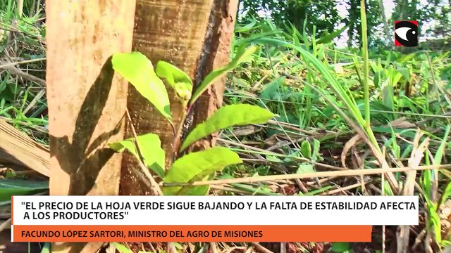 El precio de la hoja verde sigue bajando y la falta de estabilidad afecta a los productores