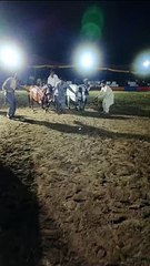 Beautiful horse dancing 