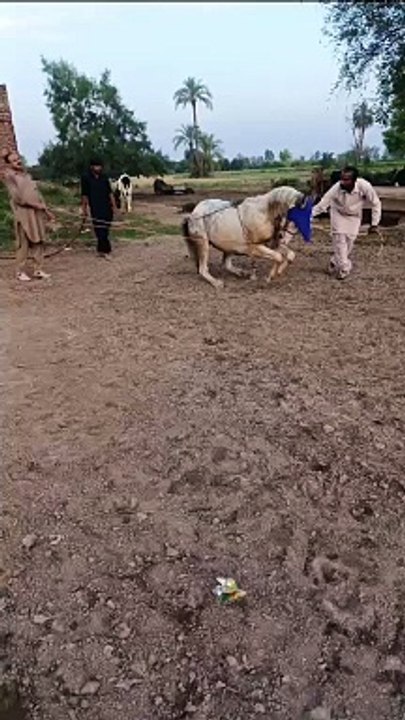 Horse dancing 