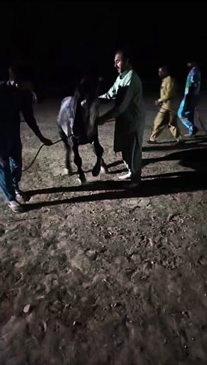Horse  Dance