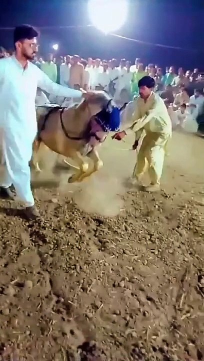 Horse  dance short video