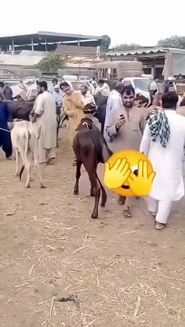Qurbani Eid UL adha Mubarak
