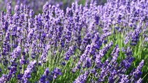 11 Lavender Companion Plants to Help You a Grow Healthier, Better-Smelling Shrub