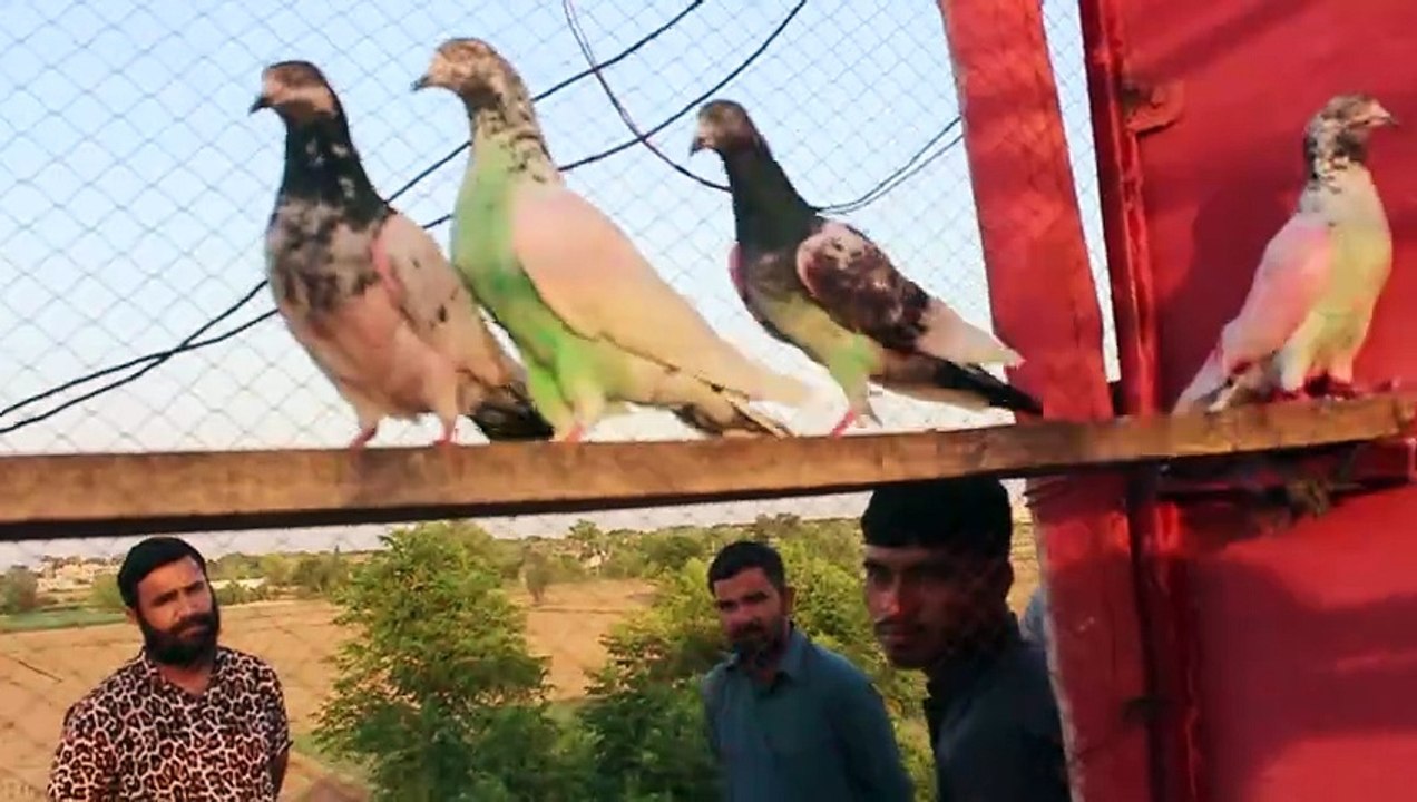 Kabootar Bazi
