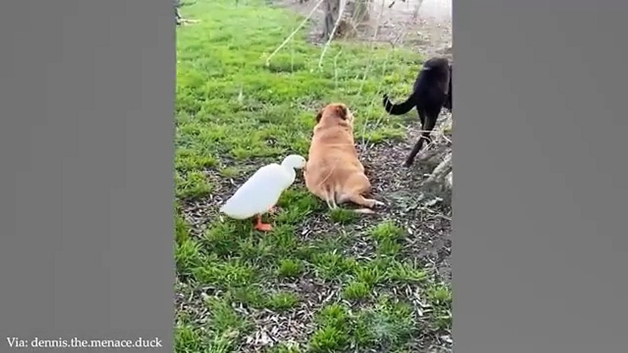 New_Funny_Animals_2024__Funniest_Cats_and_Dogs_Videos_(360p)
